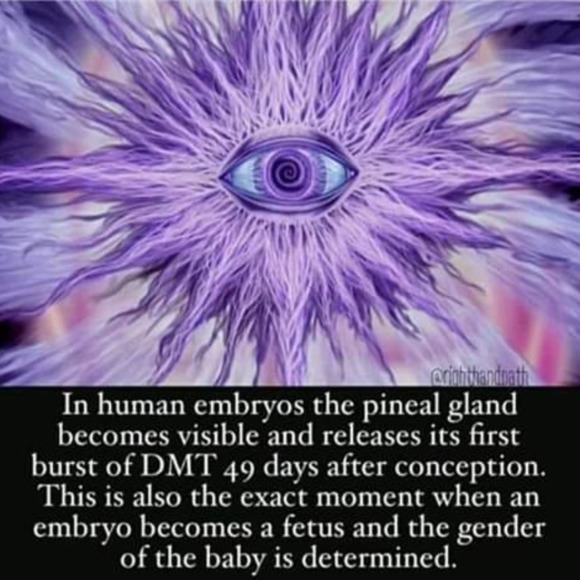 psychonaut420